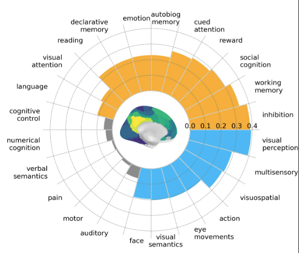 MwC and cognition